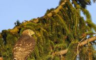 Tiere, Vögel - Greifvögel Mäusebussard_Buteo buteo_Common Buzzard 03.JPG