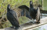 Tiere, Vögel - Greifvögel Rabengeier_Coragyps atratus_Black Vulture 05.JPG