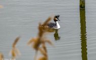 Tiere, Vögel - Lappentaucher  Haubentaucher_Podiceps cristatus_Great Crested Grebe 02.JPG