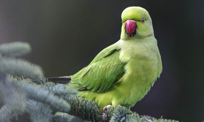 Heimische Gartenvögel - Halsbandsittich