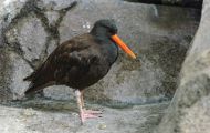 Tiere, Vögel - Regenpfeiferartige Vögel  Klippenausternfischer_Haematopus bachmani_ 01 (4).JPG
