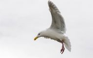 Tiere, Vögel - Regenpfeiferartige Vögel  Silbermöwe_Larus argentatus_Herring Gull 02.JPG