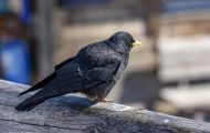 Tiere, Vögel - Sperlingsvögel  Alpendohle_Pyrrhocorax graculus_Yellow-Billed Chough 03.JPG