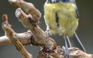Tiere, Vögel - Sperlingsvögel  Blaumeise_Parus caeruleus_Blue Tit 06.JPG