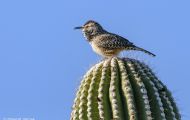 Tiere, Vögel - Sperlingsvögel  Kaktuszaunkönig_Campylorhynchus brunneicapillus_Cactus Wren 01.JPG