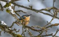 Tiere, Vögel - Sperlingsvögel  Kleiber_Sitta europaea_European Nuthatch 02.JPG