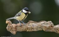 Tiere, Vögel - Sperlingsvögel  Kohlmeise_Parus major_Great Tit 12.JPG