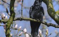 Tiere, Vögel - Sperlingsvögel  Kolkrabe_Corvus corax_Common Raven 13.JPG