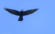 Tiere, Vögel - Sperlingsvögel  Saatkrähe_Corvus frugilegus_Rook 02.JPG