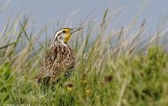 Tiere, Vögel - Sperlingsvögel  Westlicher Lerchenstärling_Sturnella neglecta_Western Meadowlark 01.JPG