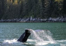 Tierwelt Alaskas - Buckelwal.JPG