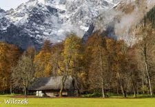 Weißblaue Impressionen vom Königssee - Goldener Herbst auf der Halbinsel Hirschau.JPG