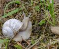 Weichtiere, Schnecken - Hainbänderschnecke_Cepaea nemoralis_Brown-lipped Snail 02.JPG