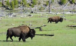 Der nordamerikanische Bison - Wandernde Bisons im Yellowstone National Park