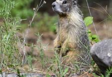 Marmots - Cute and Curious / Yellow-bellied marmot