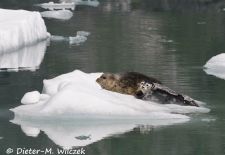 Alaskas Tierwelt - Paradies im Norden - Seehund mit Jungtier.JPG