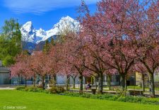 Magic Moments in BAVARIA / Berchtesgaden - Japanese cherry blossom in the Kurgarten