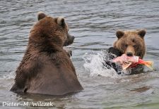 Braunbären in Alaska - Brooks Lake  Katmai Nat'l. Park 2.JPG