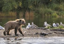 Braunbaeren in Alaska - Brooks River  Katmai Nat'l. Park.JPG