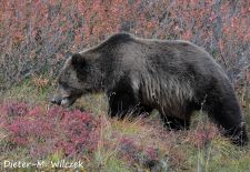 Braunbaeren in Alaska - Denali Park Road  Denali Nat'l. Park.JPG