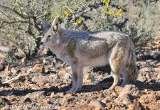 Flora und Fauna der Sonora Wüste - Kojote, Tucson Region.JPG