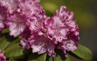 Gaerten & Parks - Staudenpflanzen Rhododendron mit rosafarbenen Blueten 01.JPG