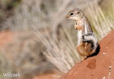 Impressionen vom Nationalpark Zion - Weißschwanz-Antilopenziesel auf Beobachtungsposten.JPG