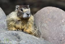 Murmeltiere in Nordamerika - Gelbbauchmurmeltier, Dawson City, Yukon, Kanada.JPG