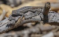 Reptilien, Echsen - Seitenfleckenleguan_Uta stansburiana_Side-Blotched Lizzard 04.JPG