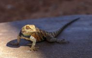 Reptilien, Echsen - Wüstenstachelleguan_Sceloporus occidentalis_Western Fence Lizzard 06.JPG