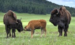 Tatonka - Der nordamerikanische Bison - Bisons mit Kalb im Custer State Park.JPG
