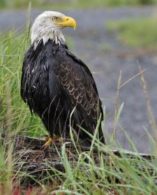Tiere der kanadischen Rocky Mountains - Weißkopfseeadler, Waterton Lakes.JPG