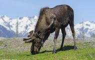 Tiere, Säugetiere - Huftiere  Elch_Alces alces_Moose 06.JPG