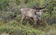Tiere, Säugetiere - Huftiere  Rentier_Rangifer tarandus_Caribou 05.JPG