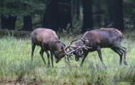 Tiere, Säugetiere - Huftiere  Rothirsch_Cervus elaphus_Elk 07.JPG