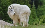 Tiere, Säugetiere - Huftiere  Schneeziege_Oreamnos americanus_Mountain Goat 06.JPG