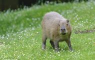Tiere, Säugetiere - Nagetiere  Capybara_Hydrochaeris hydrochaeris_Capybara 03.JPG
