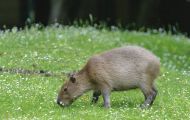 Tiere, Säugetiere - Nagetiere  Capybara_Hydrochaeris hydrochaeris_Capybara 06.JPG