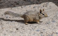 Tiere, Säugetiere - Nagetiere  Felsen-Streifenhörnchen_Tamias dorsalis_Cliff Chipmunk 01.JPG