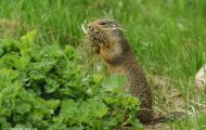 Tiere, Säugetiere - Nagetiere  Kolumbiaziesel_Spermophilus columbianus_Columbian Ground Squirrel 02.JPG