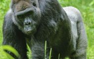 Tiere, Säugetiere - Primaten  Gorilla_Gorilla_Gorilla 02.JPG
