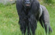 Tiere, Säugetiere - Primaten  Gorilla_Gorilla_Gorilla 08.JPG