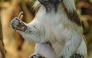 Tiere, Säugetiere - Primaten  Listaffe_Saguinus oedipus_Cottontop Tamarin 02.JPG