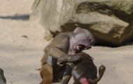 Tiere, Säugetiere - Primaten  Pavian_Papio_Baboon 05.JPG