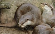 Tiere, Säugetiere - Raubtiere  Fischotter_Lutra lutra_Eurasian River Otter 05.JPG