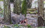Tiere, Säugetiere - Raubtiere  Luchs_Lynx lynx_Lynx 06.JPG