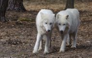 Tiere, Säugetiere - Raubtiere  Polarwolf_Canis lupus arctos_Arctic Wolfe 06.JPG