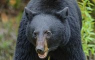 Tiere, Säugetiere - Raubtiere  Schwarzbär_Ursus americanus_ Black Bear 04.JPG