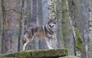 Tiere, Säugetiere - Raubtiere  Timberwolf_Canis lupus lycaon_Eastern Timber Wolf 06.JPG