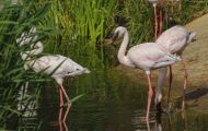 Tiere, Vögel - Flamingos  Rosaflamingo_Phoenicopterus roseus_Greater Flamingo 03.JPG